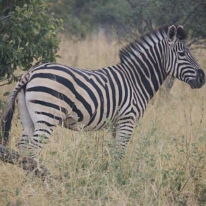 Damara Zebra. Road to Khwai Community Area, Botswana, 23/04/16