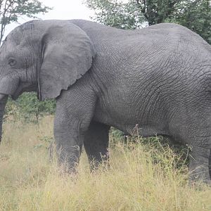African Bush Elephant, Road to Khwai Community Area, Botswana, 23/04/16