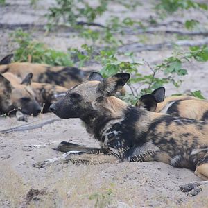 African Wild Dogs, Road to Khwai Community Area, Botswana, 23/04/16
