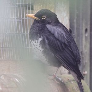 Japanese Thrush (Turdus cardis), male, May 2012