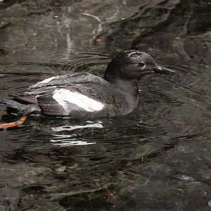 Pigeon Guillemot (Cepphus columba), August 2012