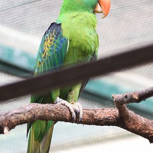 Blue-naped Parrot (Tanygnathus lucionensis), July 2010