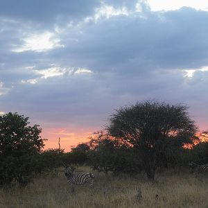 Damara Zebra Sunset, Road to Khwai Community Area, Botswana, 23/04/16