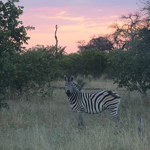 Damara Zebra Sunset, Road to Khwai Community Area, Botswana, 23/04/16