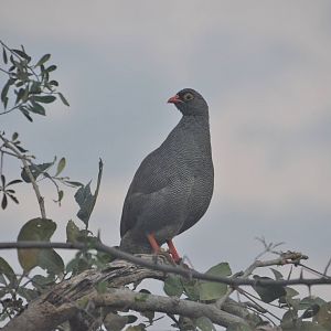Red-billed Spurfowl, Khwai Community Area, Botswana, 24/04/16