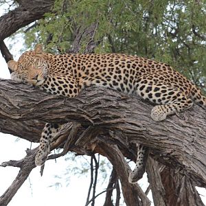 African Leopard, Khwai Community Area, Botswana, 24/04/16