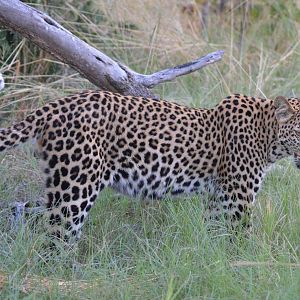 African Leopard, Khwai Community Area, Botswana, 24/04/16