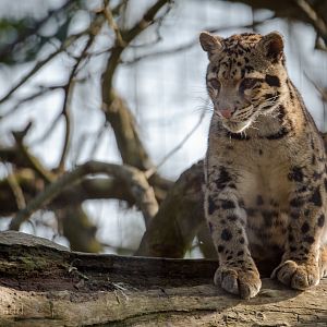 Clouded leopard : Cotswold WP : 11 Mar 2016