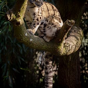 Clouded leopard : Cotswold WP : 11 Mar 2016