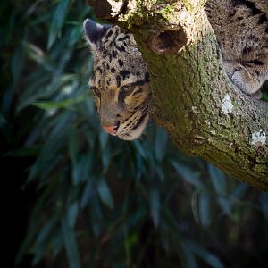 Clouded leopard : Cotswold WP : 11 Mar 2016