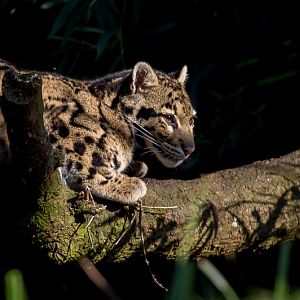 Clouded leopard : Cotswold WP : 11 Mar 2016