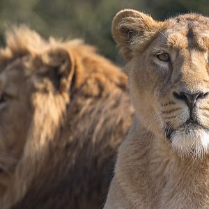 Asiatic lion : Cotswold WP : 11 Mar 2016