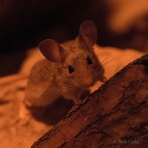 Great Balkhan mouse-like hamster : Cotswold WP : 11 Mar 2016
