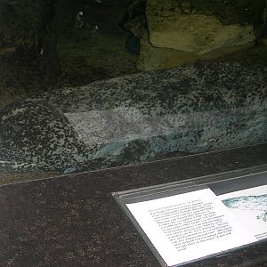 Artis 2005; Japanese giant salamander