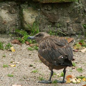 Artis 2005: Greater skua