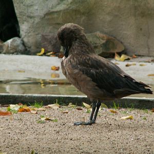 Artis 2005: Greater skua