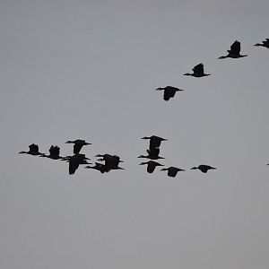 White-faced Whistling Ducks, Khwai Community Area, Botswana, 24/04/16