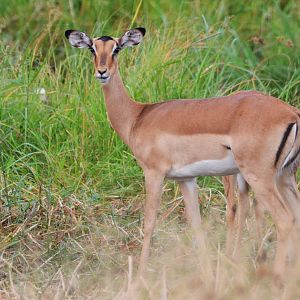 Common Impala, Khwai Community Area, Botswana, 24/04/16