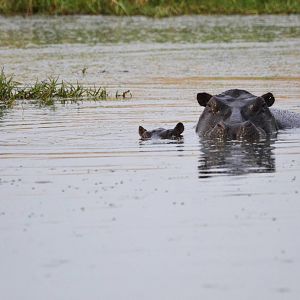 Common Hippopotamuses, Khwai Community Area, Botswana, 24/04/16