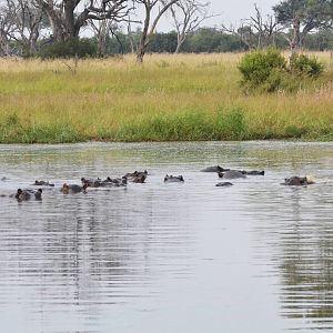 Common Hippopotamuses, Khwai Community Area, Botswana, 24/04/16