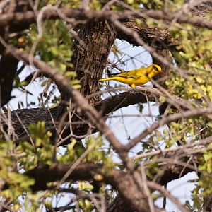 African Golden Oriole, Khwai Community Area, Botswana, 24/04/16