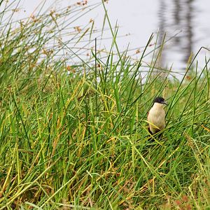 Coppery-tailed Coucal, Khwai Community Area, Botswana, 24/04/16