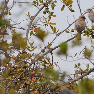 Southern Grey-headed Sparrows, Khwai Community Area, Botswana, 24/04/16