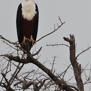 African Fish Eagle, Khwai Community Area, Botswana, 24/04/16