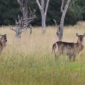 Ellipsen Waterbuck, Khwai Community Area, Botswana, 24/04/16