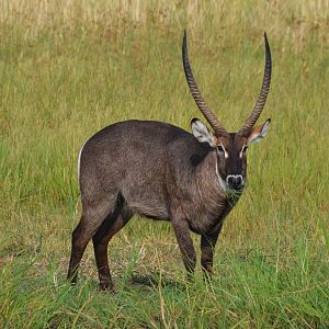 Ellipsen Waterbuck, Khwai Community Area, Botswana, 24/04/16