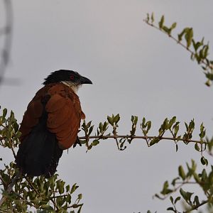 Senegal Coucal, Khwai Community Area, Botswana, 24/04/16