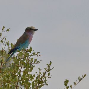 Lilac-breasted Roller, Khwai Community Area, Botswana, 24/04/16