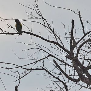Meyer's Parrot, Khwai Community Area, Botswana, 24/04/16