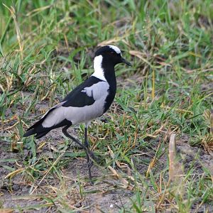 Blacksmith Lapwing, Khwai Community Area, Botswana, 24/04/16