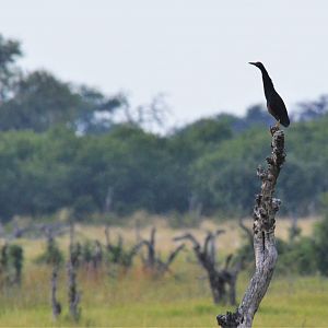 Rufous-bellied Heron, Khwai Community Area, Botswana, 24/04/16
