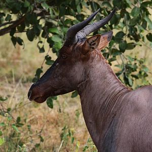 Western Tsessebe, Khwai Community Area, Botswana, 24/04/16