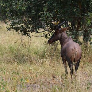 Western Tsessebe, Khwai Community Area, Botswana, 24/04/16