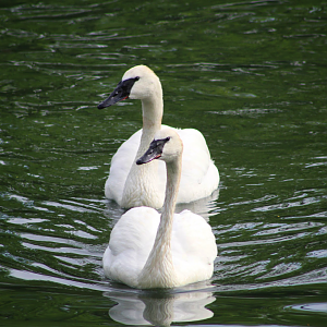 May. 2016 - Swan Lake - Trumpeter Swans