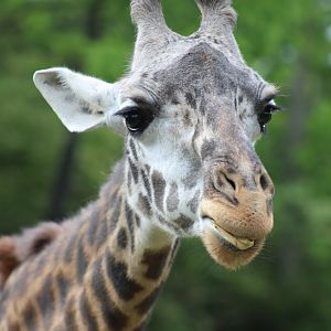 May. 2016 - Giraffe Ridge - Masai Giraffe