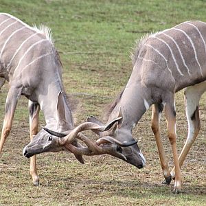May. 2016 - Africa - Calvin and Hobbes - Lesser Kudu