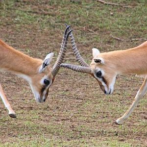 May. 2016 - Africa - Thomson's Gazelle