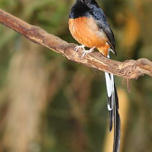 May. 2016 - Wings of the World - White-rumped Shama
