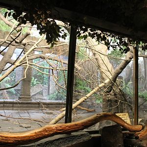 May. 2016 - Jungle Trails - Future Tamarin Exhibit