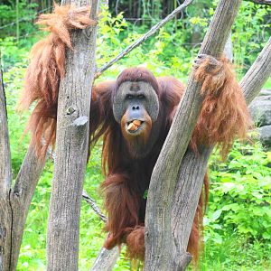 May. 2016 - Jungle Trails - Henry