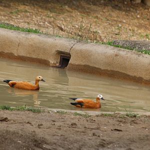 May. 2016 - Rhino Reserve - Ruddy Shelducks in Black Rhino Exhibit