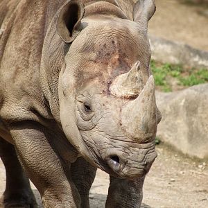 May. 2016 - Rhino Reserve - Seyia
