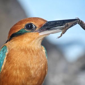 May. 2016 - Wings of the World - Micronesian Kingfisher