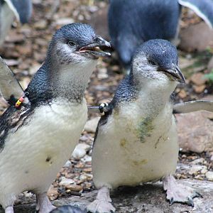 May. 2016 - Children's Zoo - Little Blue Penguins