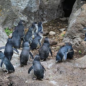 May. 2016 - Children's Zoo - Lots of Little Penguins