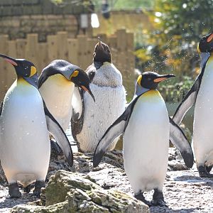 King Penguins